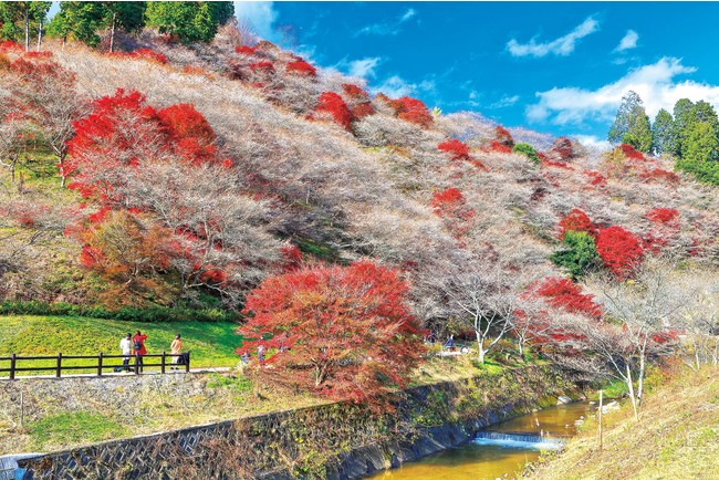 東海ウォーカー2021年10月号は、秋の連休に向けた日帰り旅プランや栗&おいもスイーツを大特集！表紙＆グラビアには松村北斗さん（SixTONES）と浮所飛貴さん（美 少年/ジャニーズJr.）が登場！のサブ画像2_紅葉とのコラボ風景は圧巻！ 愛知県豊田市の川見（せんみ）四季桜の里
