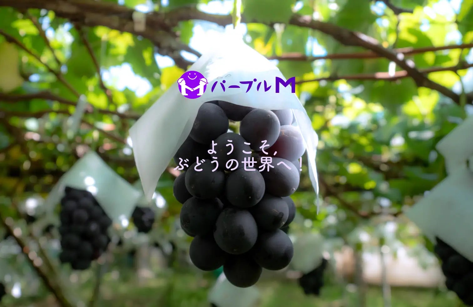 「パープルM」プロジェクト、シンガポール向けのぶどう輸出を開始のサブ画像1
